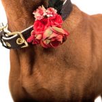 Cvetlična dekoracija z dobrodelno noto Funky Dog