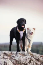 Woolly Wolf oprsnica Lavender Mix - slika 7