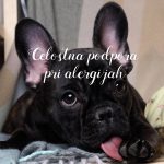 Celostna podpora pri alergijah pregled