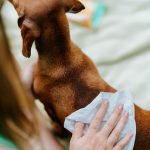 Tickless robčki proti insektom - slika 3